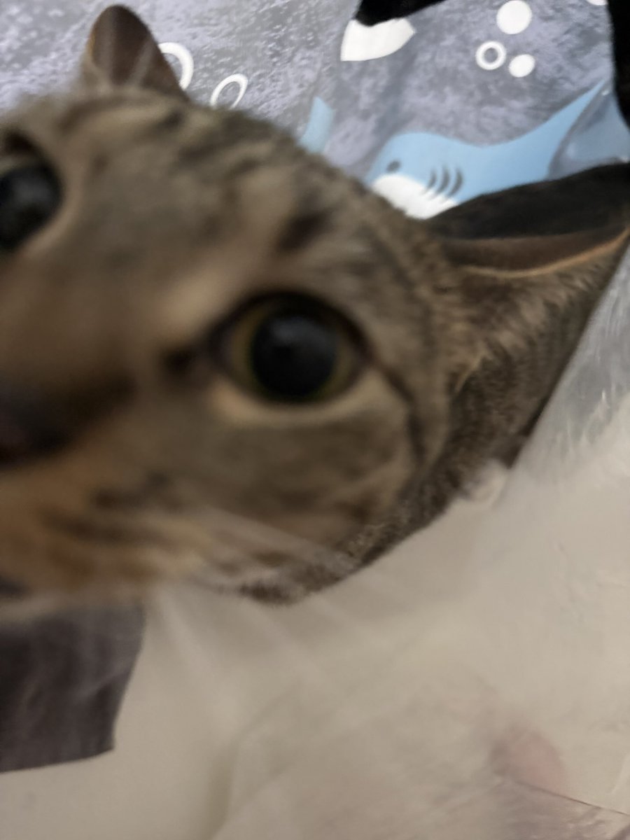 mrmeowserr's tweet photo. momy,,, wy yu in wat er.,, https://t.co/ymDfbVFcRa