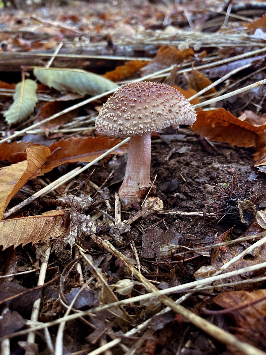 AngelikaHTCG's tweet photo. Looking like a little jewel … The Blusher #AmanitaRubescens … edible when well cooked … #foraging #FungiFriday #EastSussex 🍄 https://t.co/zBj0P7gR40