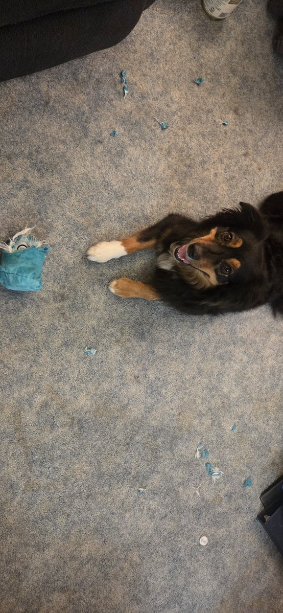 SiyakaTurtle's tweet photo. @barkbox Lughnasadh the serial toy killer has struck again!
Dead toy after 10mins with play time and less than 2 mins for the treat dispensing... https://t.co/OCNsLMpB1w