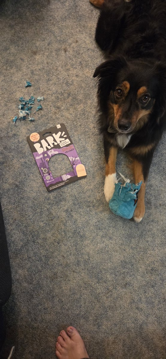 SiyakaTurtle's tweet photo. @barkbox Lughnasadh the serial toy killer has struck again!
Dead toy after 10mins with play time and less than 2 mins for the treat dispensing... https://t.co/OCNsLMpB1w