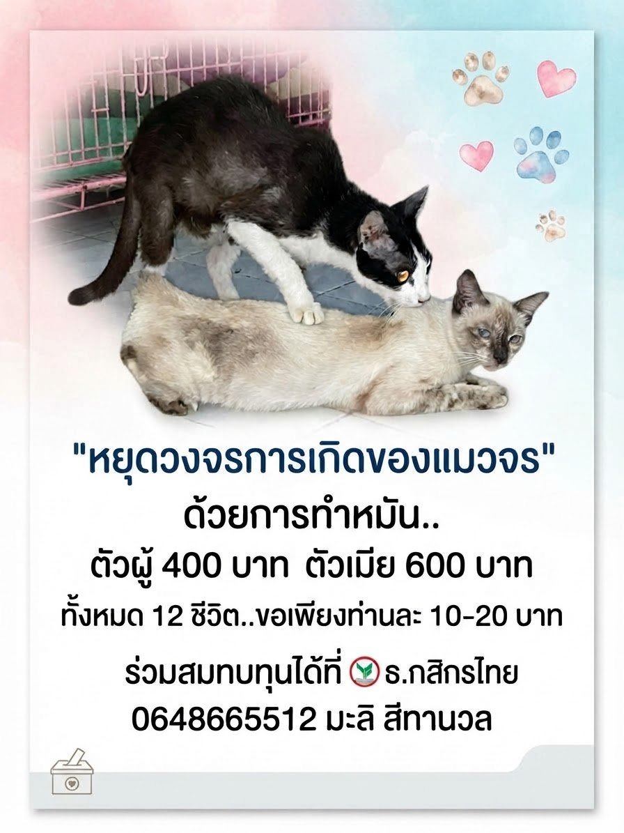 MaliLovEcat's tweet photo. ขออนุญาตค่ะ..ขอผู้ใหญ่ใจดีรับเคสหรือร่วมสนับสนุนและหยุดการเพิ่มของประชากรแมวได้นะคะ..ชุดนี้เป็นชุดสุดท้ายของบ้านแล้วค่ะ🙏🙏🙏ตัวผู้3=1200บาท ตัวเมีย9=5,400บาท #ทาสแมว #ทำหมันแมว https://t.co/xF6CLOfVTn