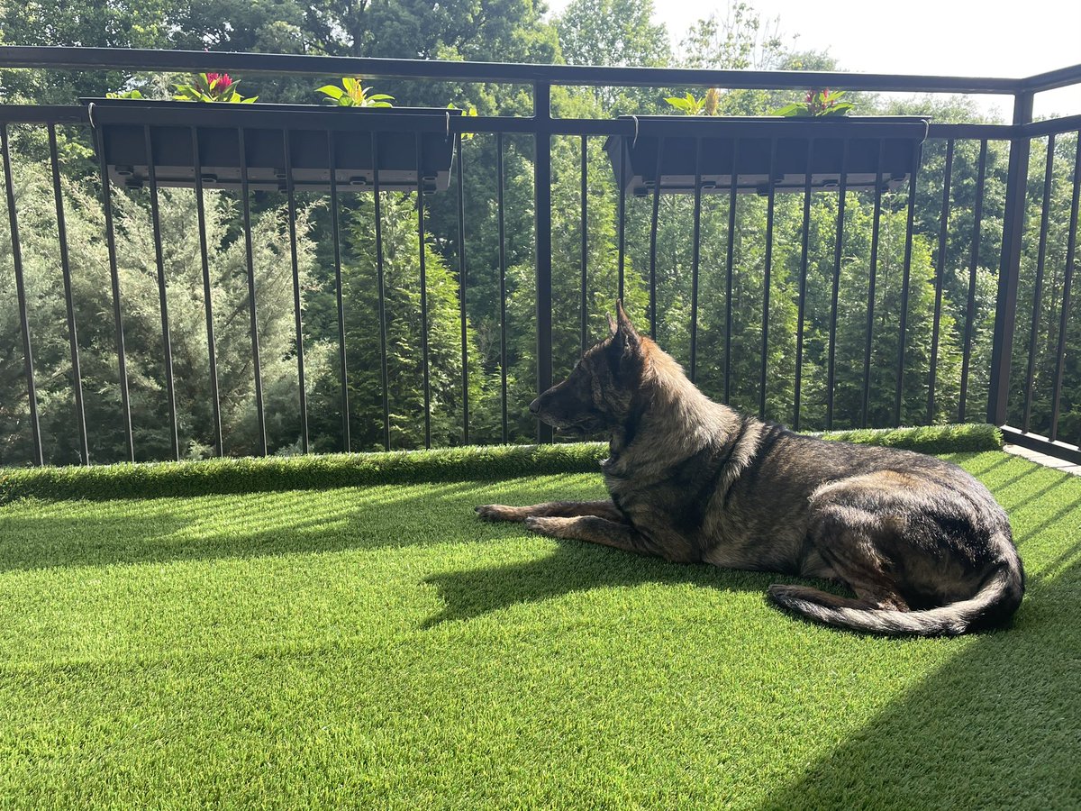 ReesesAlterEgo's tweet photo. The toughest choice I had to make in a while, putting my dog down ππππ Thanks for bringing me so much joy, love and loyalty. Daddy love you big girl #GSD #CancerSucks #RestEasy https://t.co/Y1wITQ5Xxi