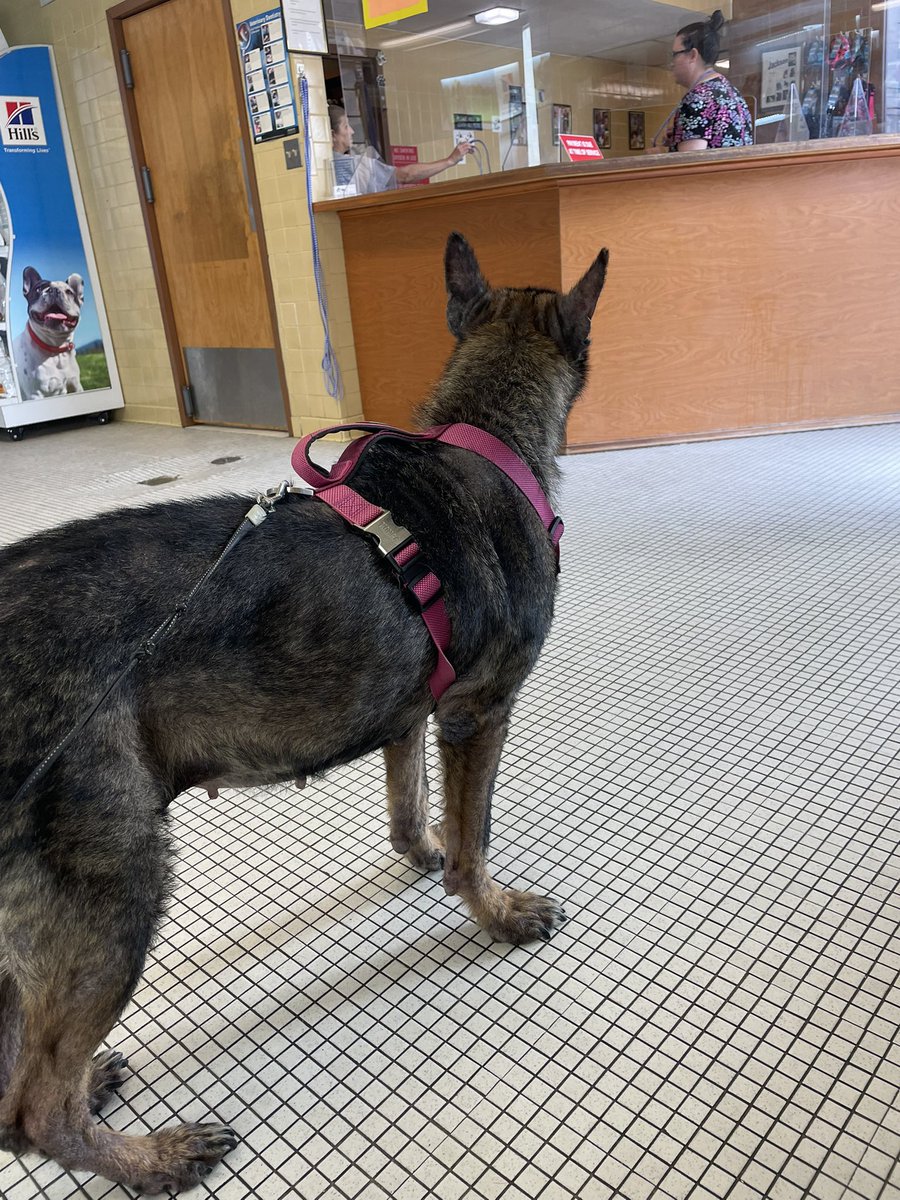 ReesesAlterEgo's tweet photo. The toughest choice I had to make in a while, putting my dog down ππππ Thanks for bringing me so much joy, love and loyalty. Daddy love you big girl #GSD #CancerSucks #RestEasy https://t.co/Y1wITQ5Xxi