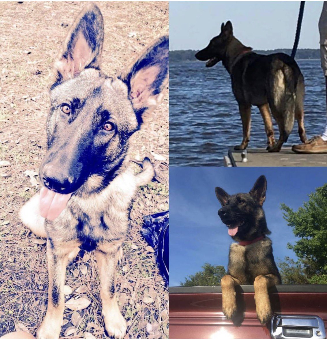 ReesesAlterEgo's tweet photo. The toughest choice I had to make in a while, putting my dog down ππππ Thanks for bringing me so much joy, love and loyalty. Daddy love you big girl #GSD #CancerSucks #RestEasy https://t.co/Y1wITQ5Xxi