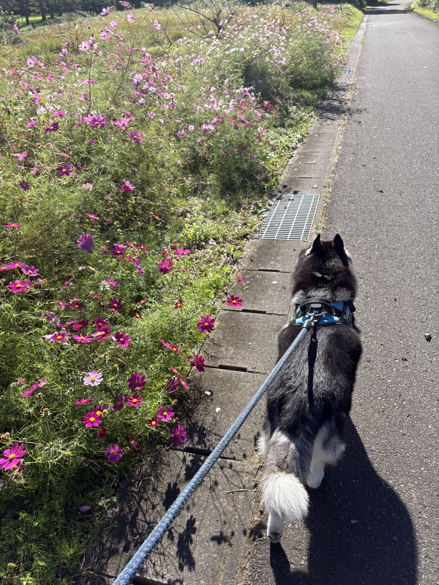 GoingMyWay2003's tweet photo. 秋だねぇ。 https://t.co/RDiVWuRWAb