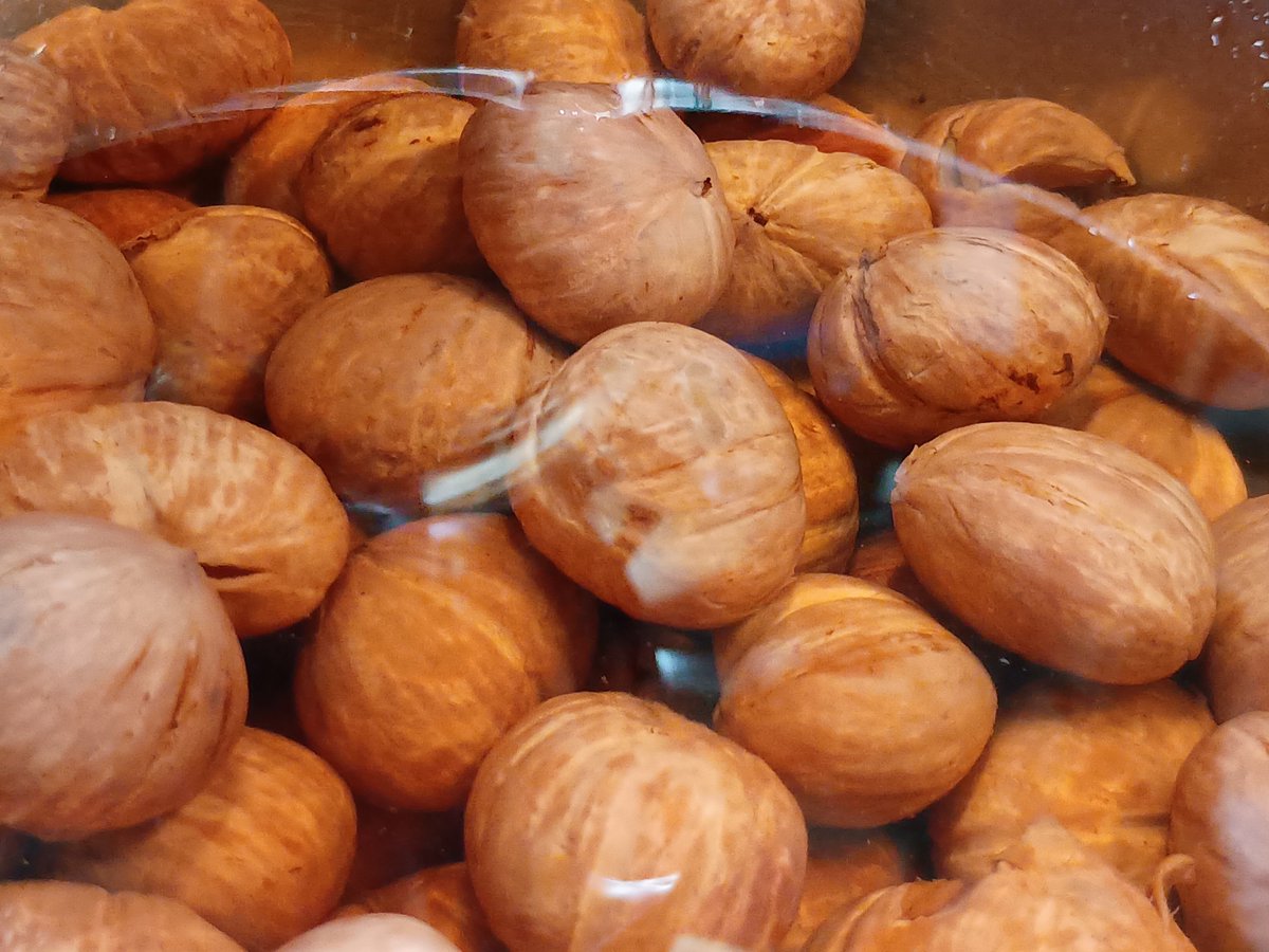 Mulbehanken's tweet photo. 🌰🌰🌰🌰🌰🌰🌰🌰🌰🌰🌰🌰🌰✨️ https://t.co/8yJgbATkT4