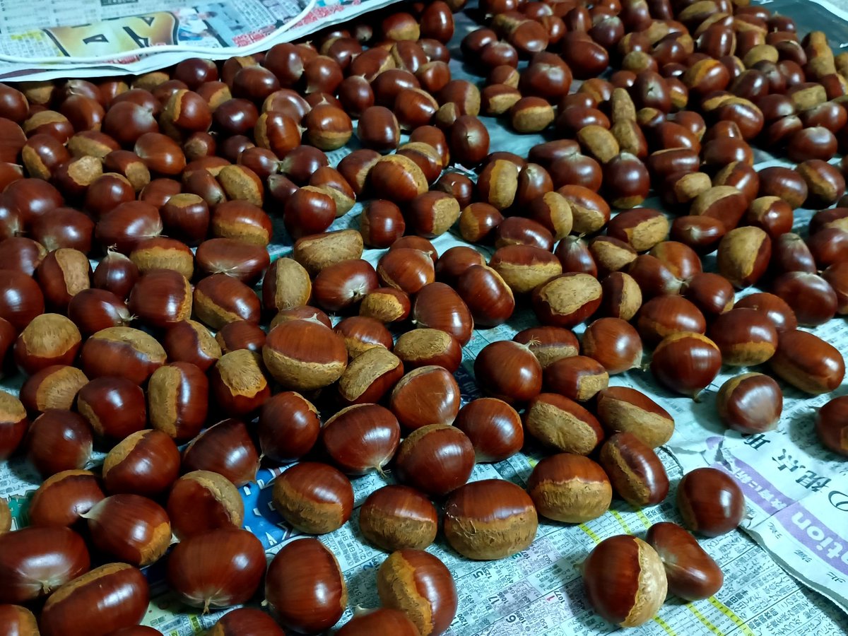 Mulbehanken's tweet photo. 🌰🌰🌰🌰🌰🌰🌰🌰🌰🌰🌰🌰🌰✨️ https://t.co/8yJgbATkT4