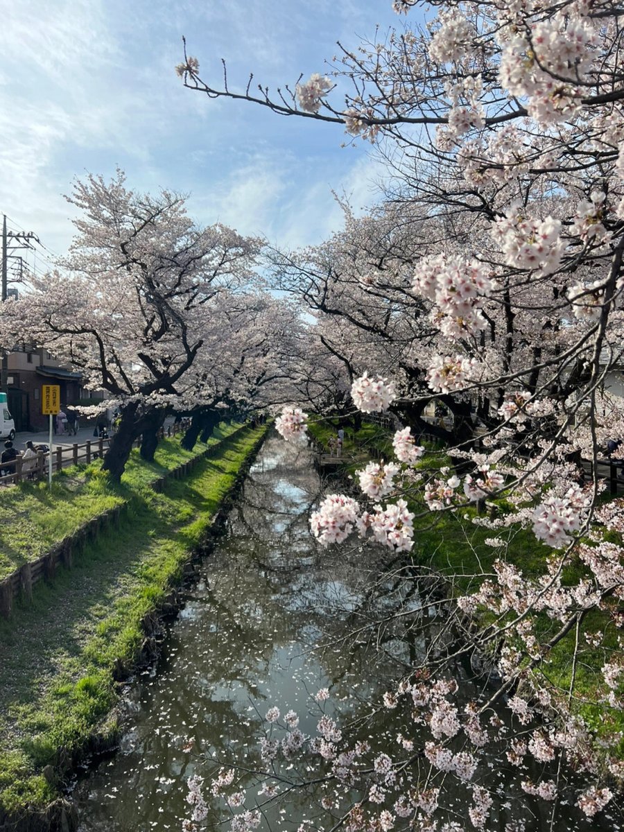 hyper_venn__704's tweet photo. A scenic spot with winding hills along the Fu River, where Ju flowers bloom vibrantly under the sun. https://t.co/PLu0kBCvIu