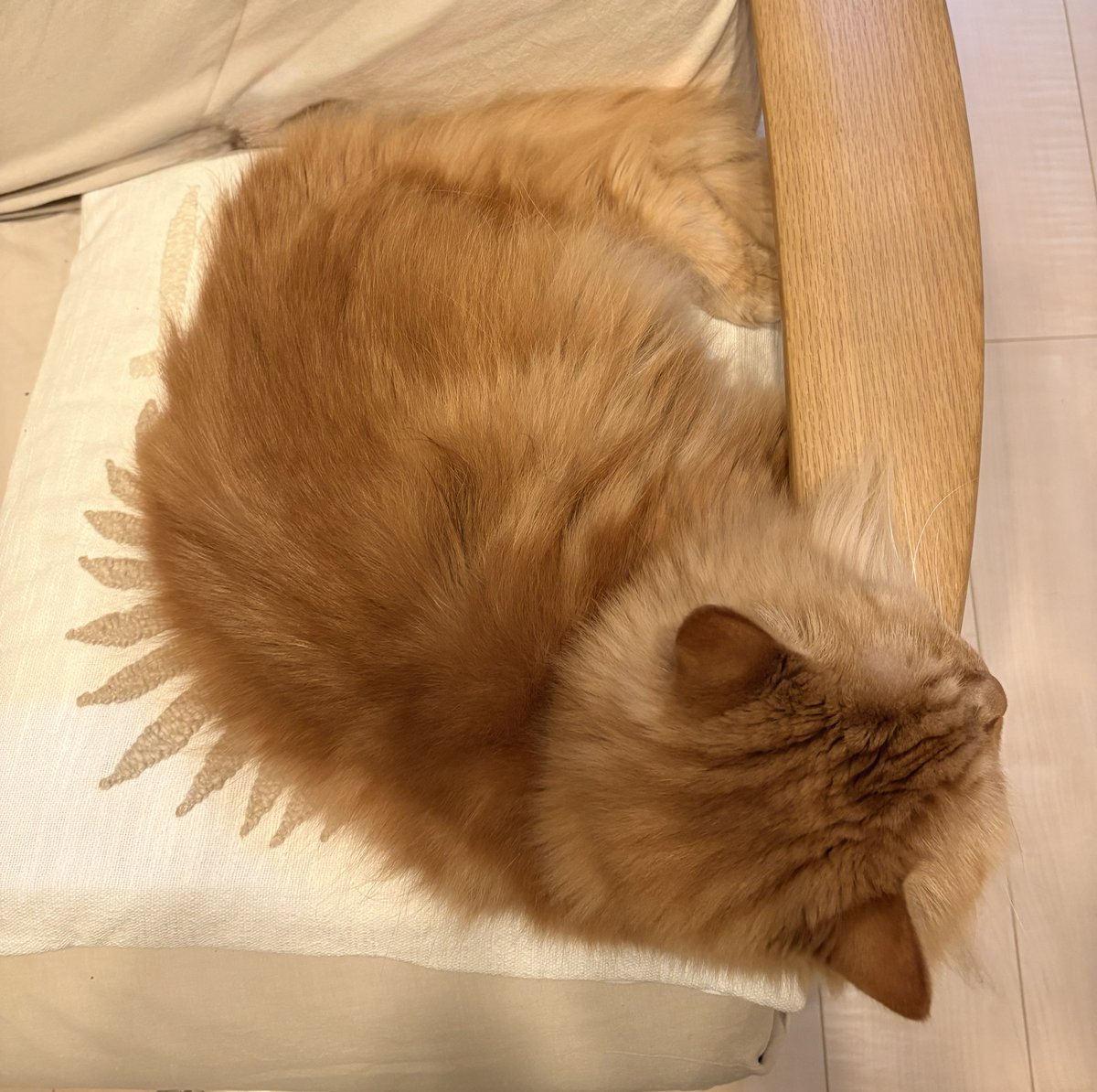 junjunkomachan's tweet photo. 背中が..ステゴザウルス?!
 #ねこ  #猫好きさん
 #スコティッシュフォールド https://t.co/rwth9n7cia