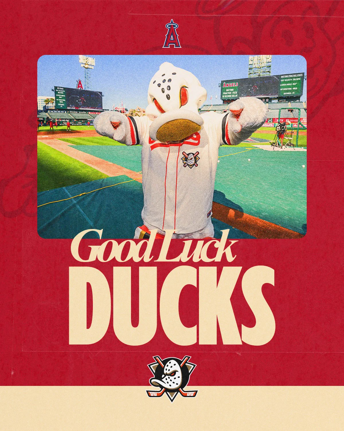 Text reads "Good Luck, Ducks!" below a photo of Wild Wing on the field at The Big A, set against a red and cream background with a faint Angel Boy logo.