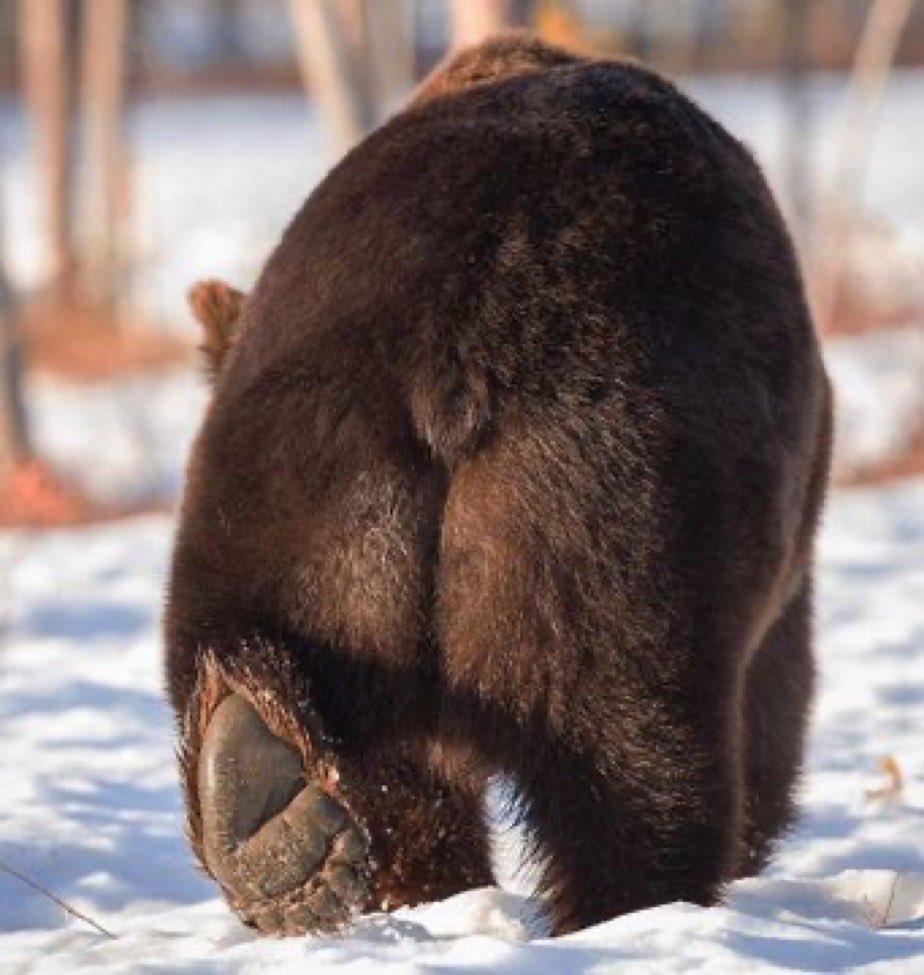 bearlyable2's tweet photo. Back by popular demand…… https://t.co/hrRRpC1I3P