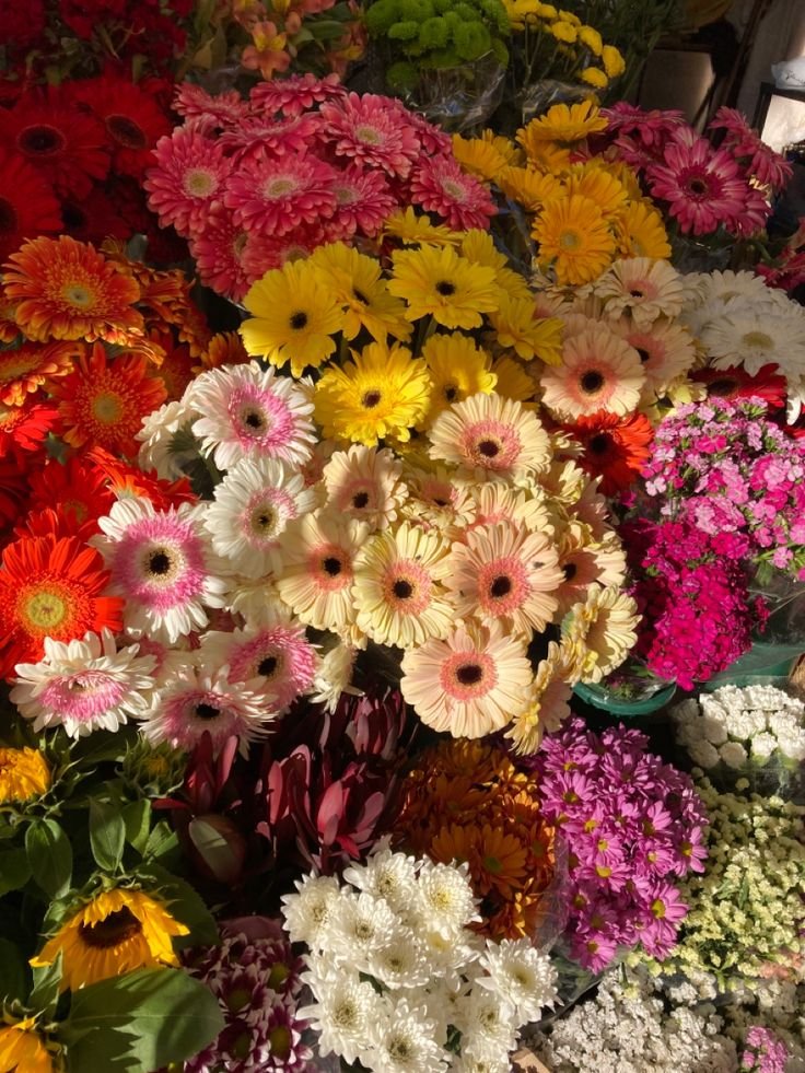 dreamyflowerrs's tweet photo. gerberas 🌼 https://t.co/Fk7EGo7d0R