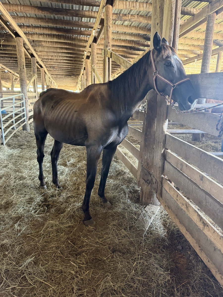 reredevaux's tweet photo. Last week, I received an email that made my heart drop. One of my first horses, Dark Energy, had been rescued from a kill pen.  After an injury that we rehabbed, we rehomed him with a family who agreed to contact us if they could no longer care for him. That never happened.  There is no softening what happened to him. Dark Energy was once a gorgeous, healthy black butterball. Today, he is severely emaciated. Seeing him in this condition is heartbreaking and infuriating.
We immediately made a substantial donation toward his recovery and sent a care package of stomach medications to help get him comfortable and feeling better.
I am incredibly grateful to Kirby at Rios Refuge for finding him, pulling him from the kill pen and giving him another chance.  Rios Refuge is a new rescue, and they need support. If you feel it in your heart to help, please visit https://t.co/yQYwFVAUtk. Dark Energy deserved better, and now he has people fighting for him.