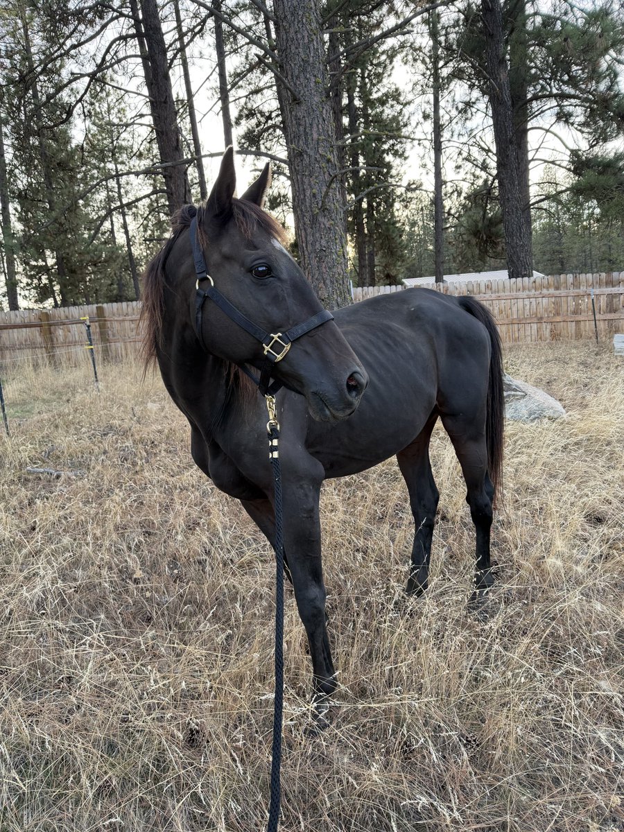 reredevaux's tweet photo. Last week, I received an email that made my heart drop. One of my first horses, Dark Energy, had been rescued from a kill pen.  After an injury that we rehabbed, we rehomed him with a family who agreed to contact us if they could no longer care for him. That never happened.  There is no softening what happened to him. Dark Energy was once a gorgeous, healthy black butterball. Today, he is severely emaciated. Seeing him in this condition is heartbreaking and infuriating.
We immediately made a substantial donation toward his recovery and sent a care package of stomach medications to help get him comfortable and feeling better.
I am incredibly grateful to Kirby at Rios Refuge for finding him, pulling him from the kill pen and giving him another chance.  Rios Refuge is a new rescue, and they need support. If you feel it in your heart to help, please visit https://t.co/yQYwFVAUtk. Dark Energy deserved better, and now he has people fighting for him.