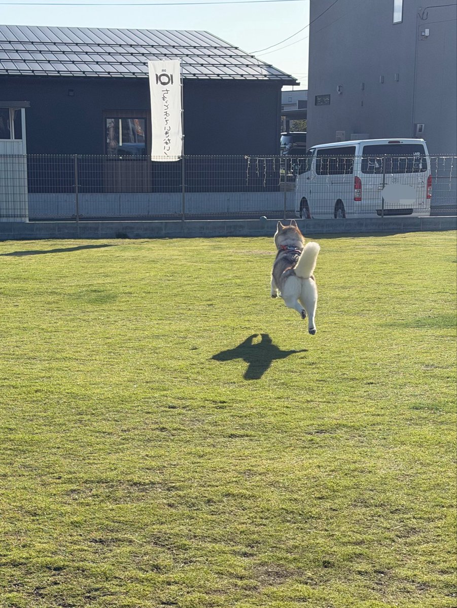 irislady_husky's tweet photo. こんなに可愛い空飛ぶ犬を見たことあるだろうか…… https://t.co/uBWv2byr9F