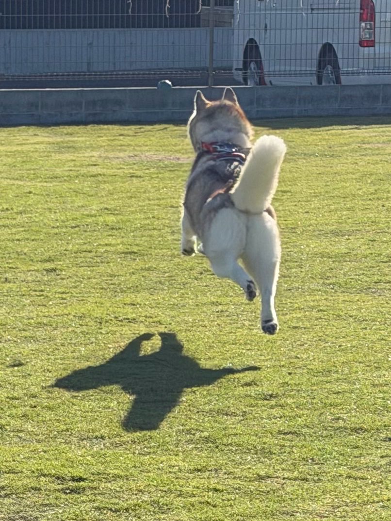 irislady_husky's tweet photo. こんなに可愛い空飛ぶ犬を見たことあるだろうか…… https://t.co/uBWv2byr9F
