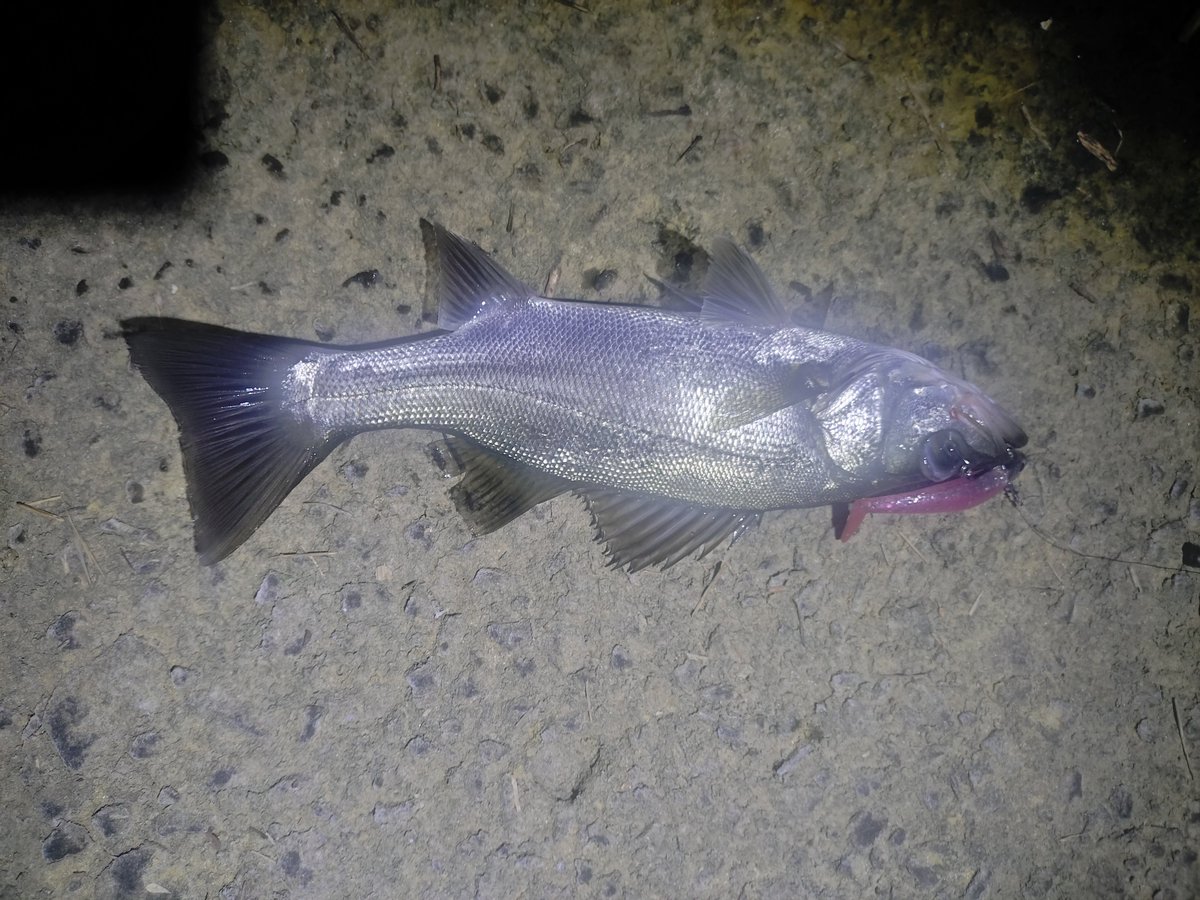 hirobear0306's tweet photo. ちょっと嬉しい新魚種チビマゴチ。
最終日明け方まさかのサイズアップ、
自己記録更新のヒラスズキ。
幅も体高も凄かった。

#釣り　#遠征　#シーバス　#ヒラスズキ　#モンスターキス　#MX-7s https://t.co/0s575WoIRn