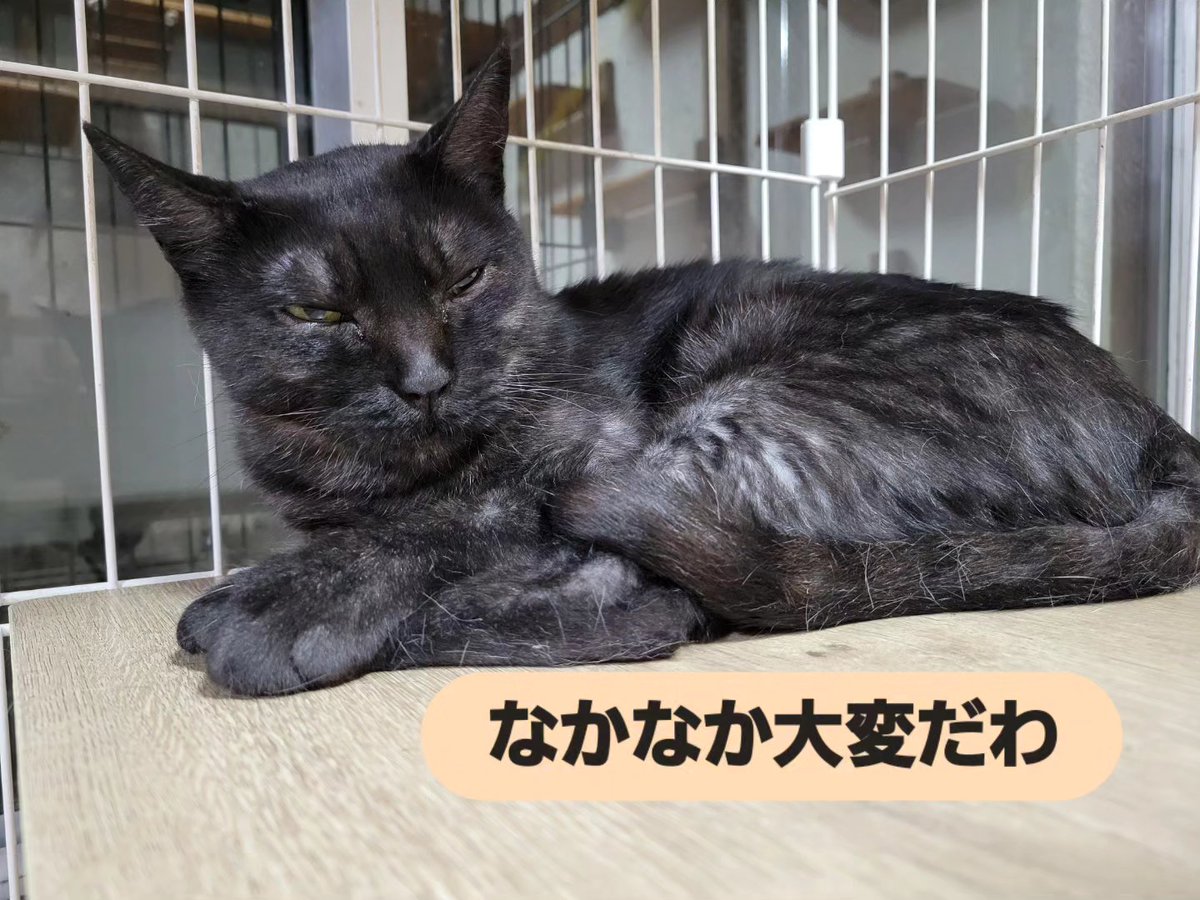 hamao0624's tweet photo. ホームステイは家猫より態度大きめボンちゃん
るーむでは超繊細さんを発揮中
人間大好きだからアピールできるようになるといいね
#保護猫譲渡るーむ #ブラックスモーク #ボンちゃん #里親募集中 https://t.co/mRAQJ1BwAK