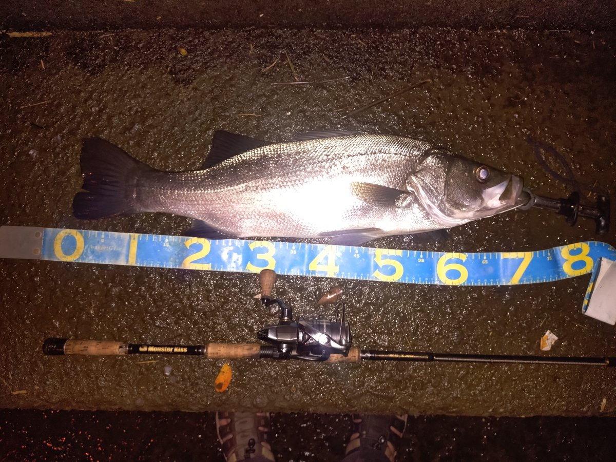 hirobear0306's tweet photo. ちょっと嬉しい新魚種チビマゴチ。
最終日明け方まさかのサイズアップ、
自己記録更新のヒラスズキ。
幅も体高も凄かった。

#釣り　#遠征　#シーバス　#ヒラスズキ　#モンスターキス　#MX-7s https://t.co/0s575WoIRn