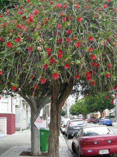 darcydouglas_'s tweet photo. the streets of sf have been penetrated and overrun by plants native to the magical kingdom of australia, much as is the case with humans https://t.co/NfnDvHp0w9