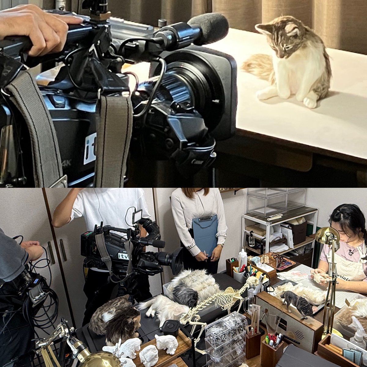 yokookada_bone's tweet photo. 取材を受けるも、終始寡黙なキジ白。
先日、あいテレビさんに取材していただきました。
制作や移住についてなど、
じっくり撮影していただきました。
10月8日(木)18:15〜 あいテレビ「Nスタえひめ」
にて放送予定です。
※愛媛県内での放送です。
@itv6_official
#capeesh https://t.co/M4wrFWrPlE
