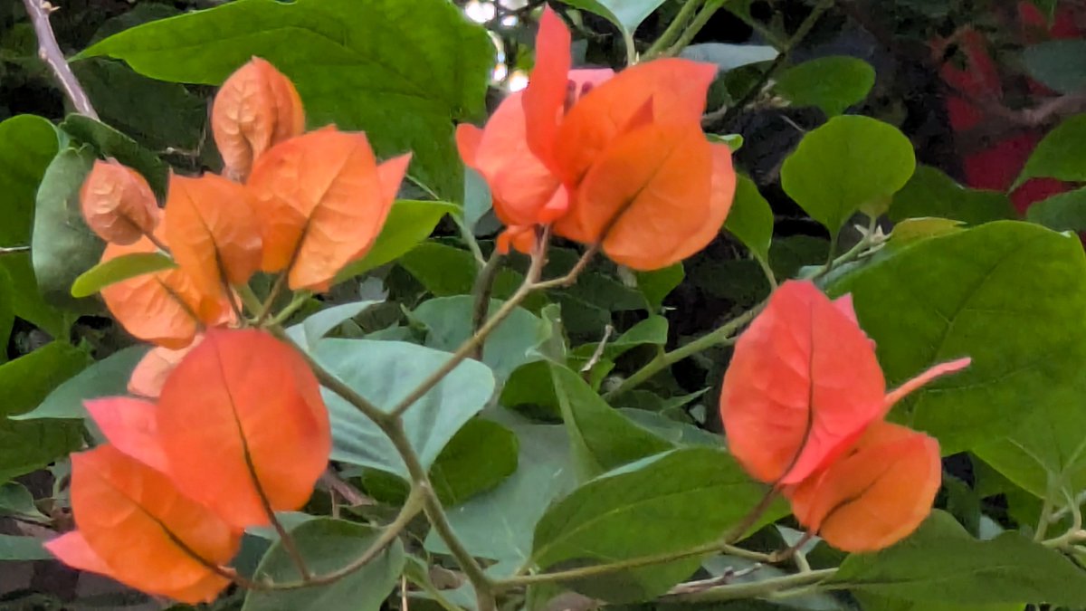 DozakaSoftHouse's tweet photo. 郵便ポストの上に、鮮やかなオレンジ色のブーゲンビリアを発見🧡
花びらのように見える部分は「苞（ほう）」だそうです🍃

#ブーゲンビリア #千駄木 #文京区 #谷根千 https://t.co/ynWyulGagp