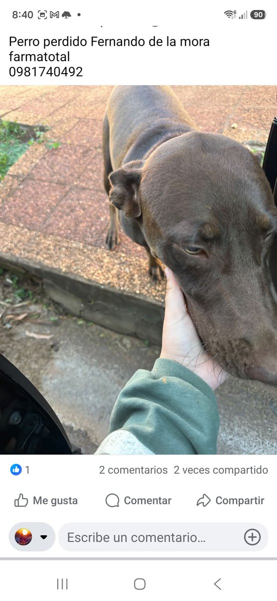 Miravalpy's tweet photo. Atencion !! Labrador chocolate retenido en Farmatotal Fernando de la Mora...cel 0981 740492
@perdidospy @patitaperdidas @mascotitaspy 
Si no aparecen los dueños será puesto a Adopción Responsable! 
@AdoptaMpy @AdoptamePy 
Gracias a @Farmatotal_py por permitir retenerlo!! https://t.co/2mF3rS0Lbd
