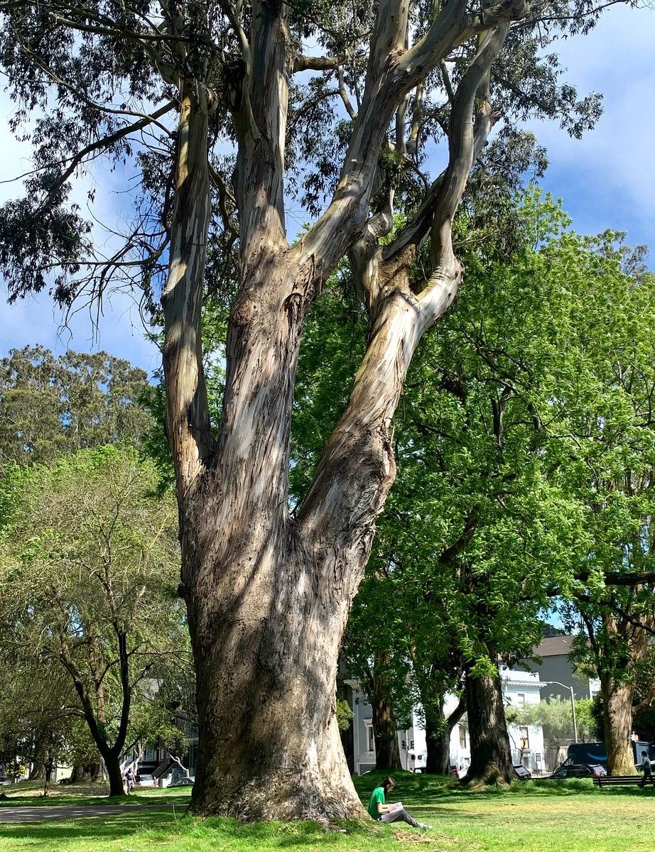 darcydouglas_'s tweet photo. the streets of sf have been penetrated and overrun by plants native to the magical kingdom of australia, much as is the case with humans https://t.co/NfnDvHp0w9