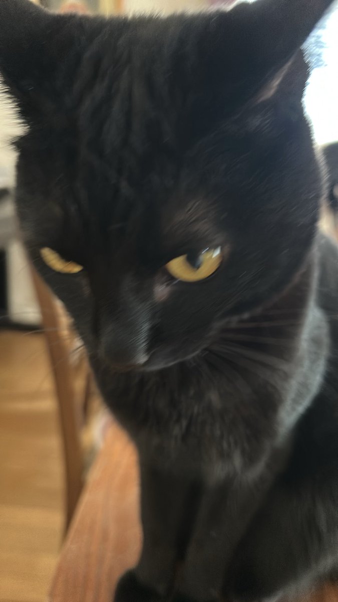 MetimemOfficial's tweet photo. おはよう！
いい天気やわ！
遊びにいこっと！
#猫のいるくらし #アラフィフ https://t.co/7ZCeAXxvv0
