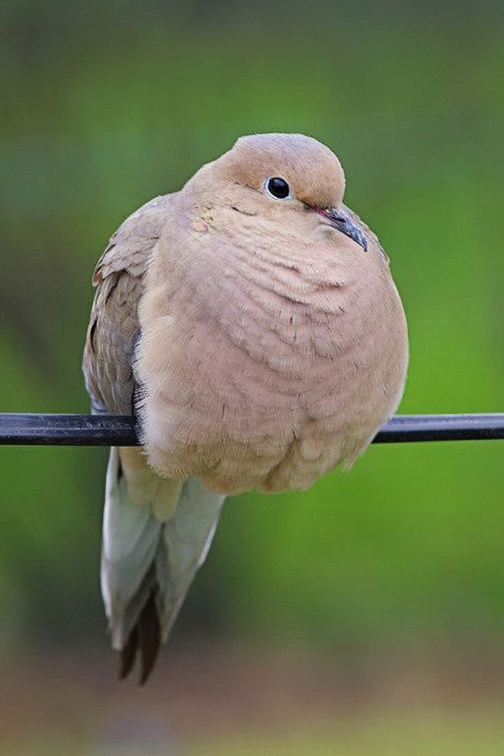 tired_ibis's tweet photo. oouuhgghooguughhh so    rotund.... melting... why u so oouuuggghghhhhgghhhhh little dove...😢😢💧😢😢😢😢😢 https://t.co/JD7pmKL7wF
