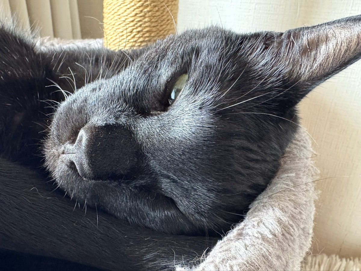 NenekokoC's tweet photo. つやつやのおでこ✨🐈‍⬛😑✨
#土アップ祭

#ここ #ね��ここ #額 #ツヤツヤ

#猫 #黒猫 #くろねこ #保護猫 #blackcat https://t.co/Dqv2DxDn26