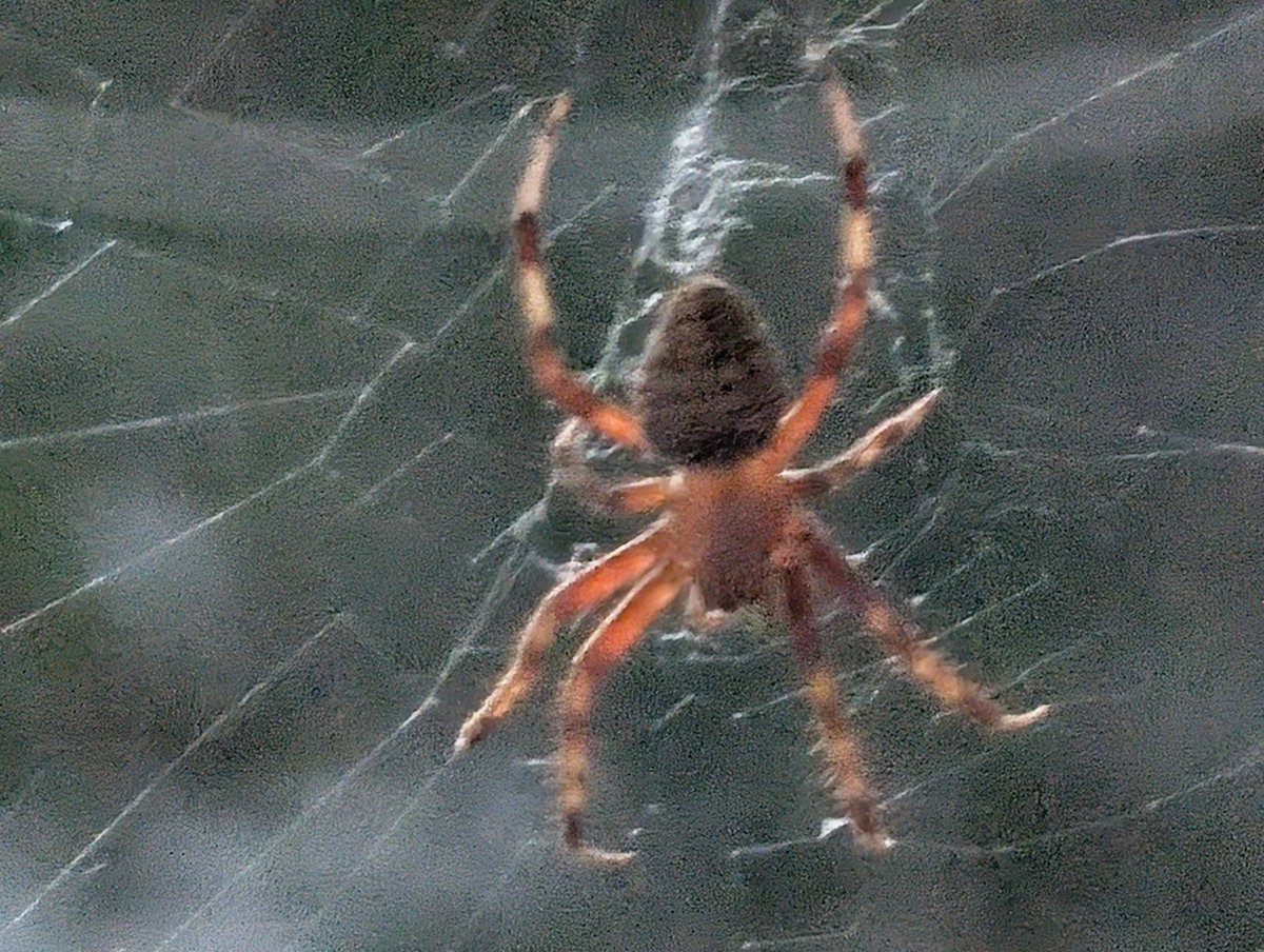 pinkbeans27's tweet photo. A new orb weaver moved into my front yard! 🕷️🕸️

@spann @weswyattweather https://t.co/IKfyA2WJM0