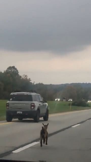 A small deer runs down the center of a highway, chasing a silver Ford Bronco Sport SUV under a cloudy sky.