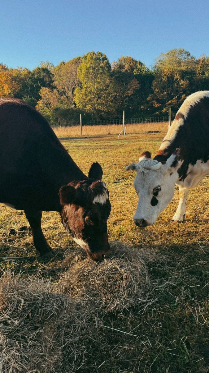 fairybrandmuva_'s tweet photo. Scenes from today, @CultFarms 🐮🥂 https://t.co/SMTNSjzA8K