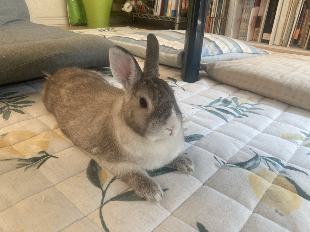 sekine460's tweet photo. おはようございます🐰
庭んぽしてご飯食べて
小さく前へならえ
#ウサギ
#うさぎ https://t.co/KwdrD0xXxU