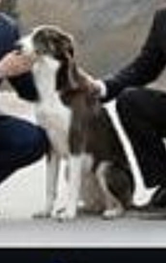 mrbrick95's tweet photo. @cryptokillua99 two different dogs u stupid https://t.co/wNuDf63Qnz
