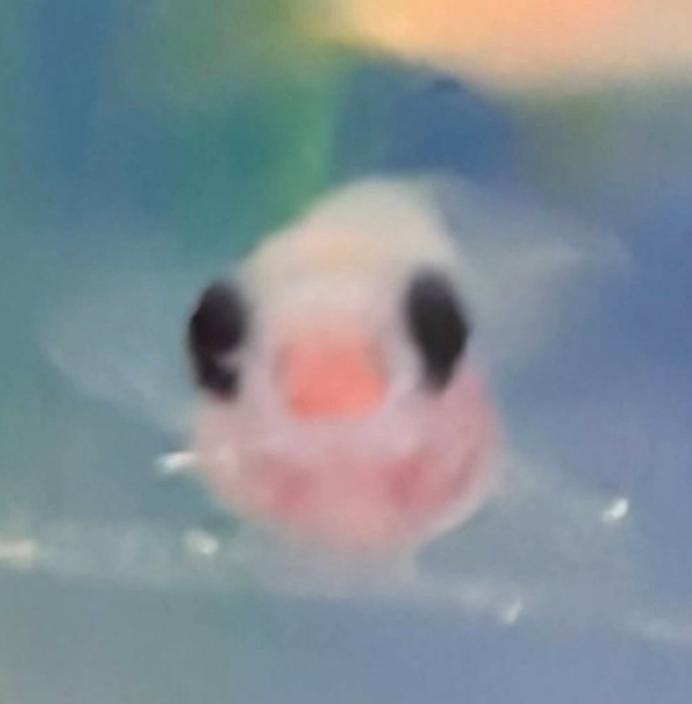 srdstcrusader's tweet photo. Visited a zebrafish lab today. Here are some photos. https://t.co/M5Ggw1UUlo