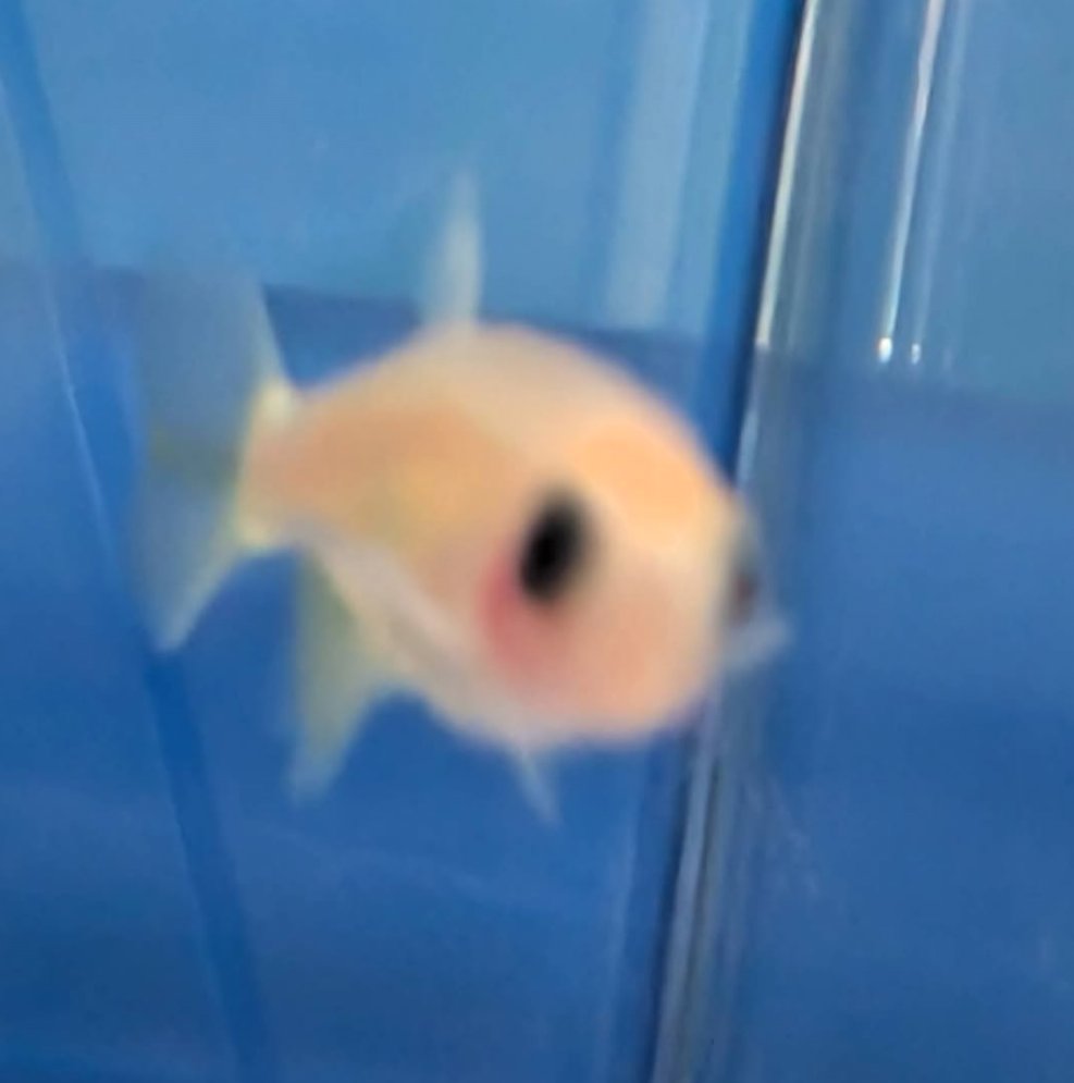 srdstcrusader's tweet photo. Visited a zebrafish lab today. Here are some photos. https://t.co/M5Ggw1UUlo