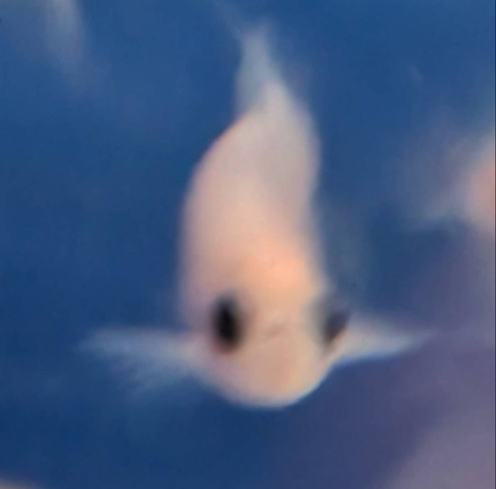 srdstcrusader's tweet photo. Visited a zebrafish lab today. Here are some photos. https://t.co/M5Ggw1UUlo