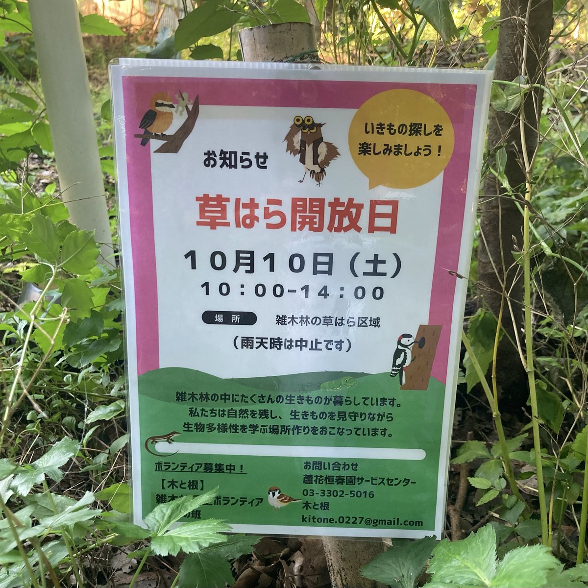 kitone_kasuya's tweet photo. カタルパ（キササゲ）は今年たくさん花が咲いたので種さやがブラブラと。
10月10日（土）は草はら開放日です。 https://t.co/qr4HaPsdBW