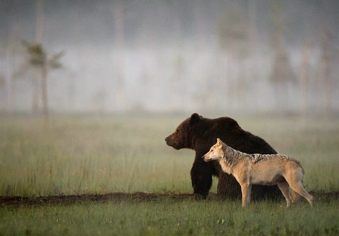 comolliatepjf1's tweet photo. This wolf and bear pair were documented travelling, hunting and sharing food together for 10 days.
#NextLevel https://t.co/07n23Rbizx