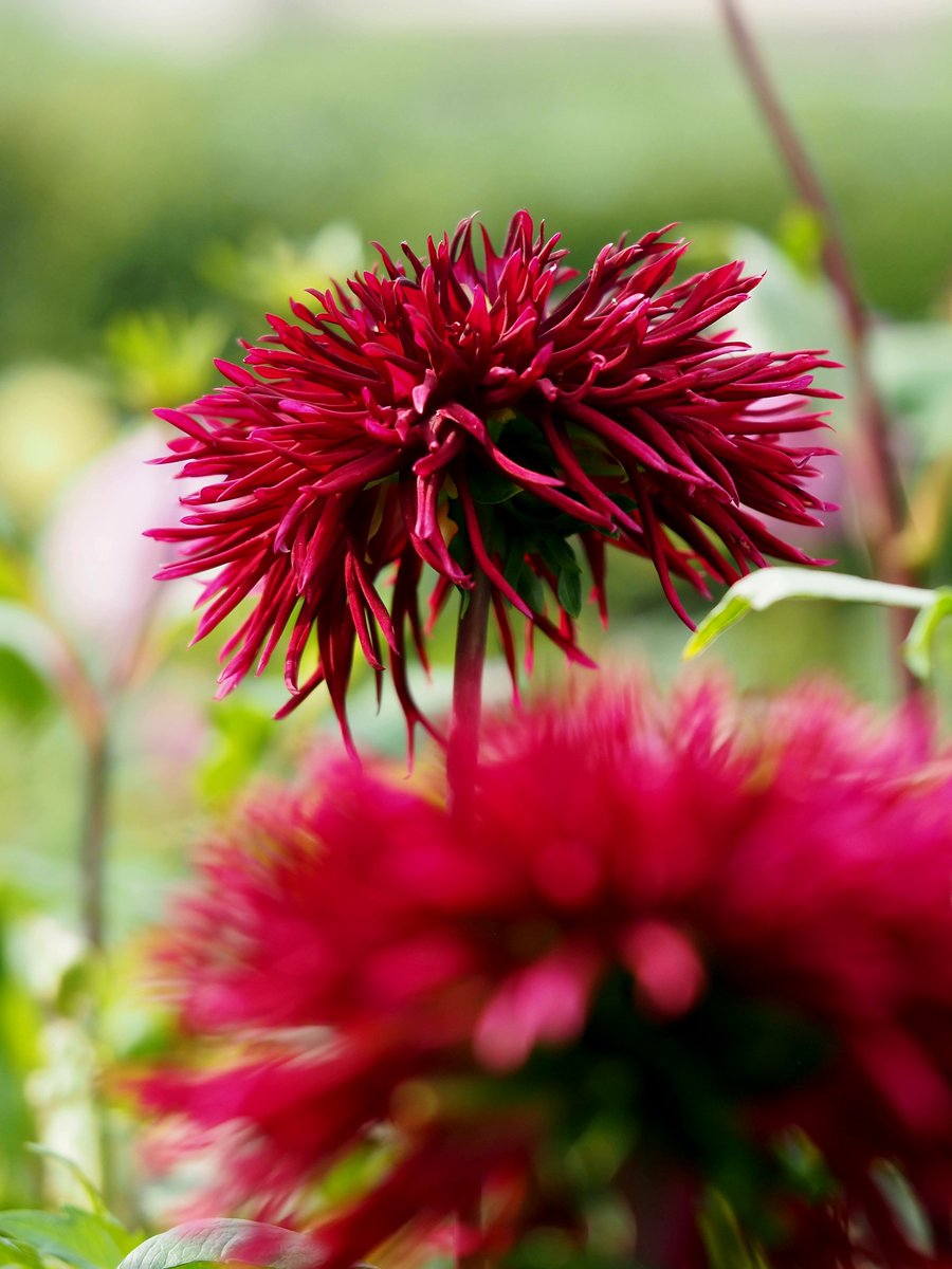 8341xSMILE's tweet photo. 2026年10月3日
✽✽✽

#花写真…DAHLIA
　<須佐之男>
#TLを花でいっぱいにしよう

✽✽✽ https://t.co/j3JbwGnLnC