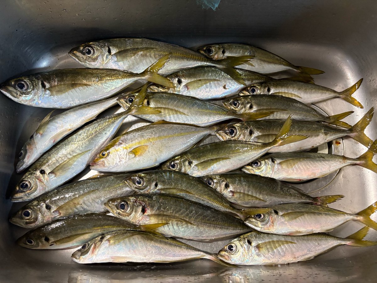 X67460045's tweet photo. 昨日は久しぶりのアジングへ🎣

結果アジング🐟とエギング🦑の二刀流でした笑

最大はアジは34センチ、イカは490gでした！ https://t.co/iEC3WOKBAj