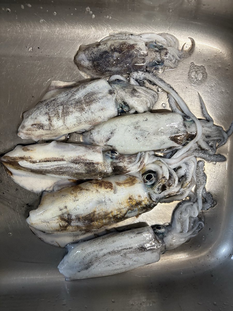 X67460045's tweet photo. 昨日は久しぶりのアジングへ🎣

結果アジング🐟とエギング🦑の二刀流でした笑

最大はアジは34センチ、イカは490gでした！ https://t.co/iEC3WOKBAj