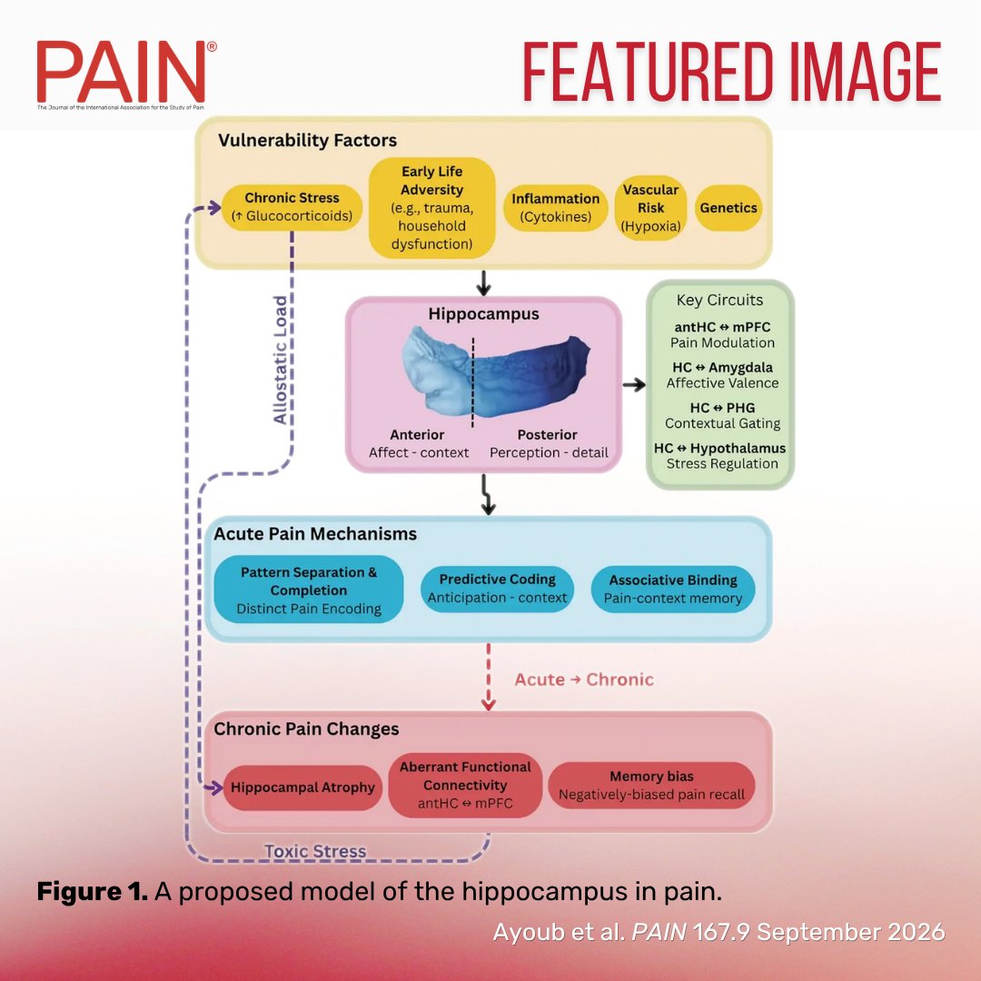PAINthejournal's tweet photo. In this week’s #PAIN Featured Image, Ayoub et al. propose a model of the hippocampus in pain, where vulnerability factors converge on the hippocampus to shape its structure and function. Learn more at https://t.co/sv1uYJB1zZ https://t.co/kYpwLsSzZl