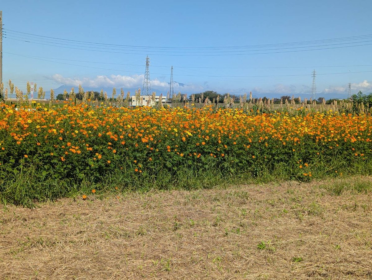 endofarm831's tweet photo. ひまわりが少しずつ元気ないのでマリーゴールド追加で撮影できます

#ひまわり
#マリーゴールド
#コスナビ
#遠藤ファーム https://t.co/Cv42IxUqwS