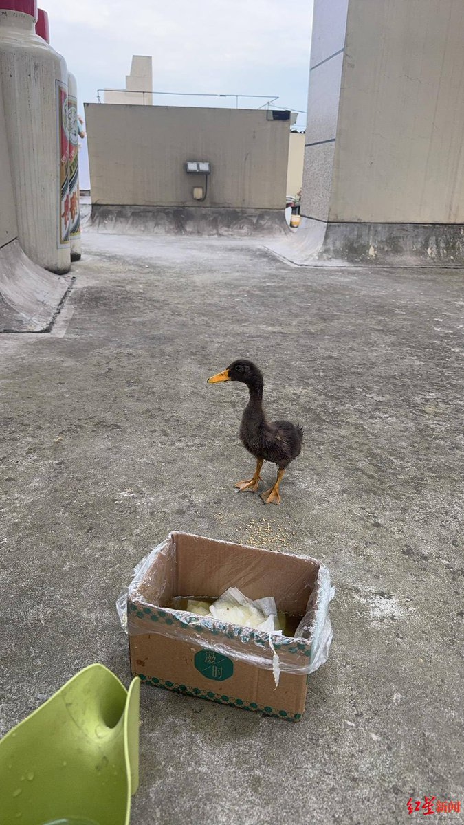 choeeun40354364's tweet photo. This is a tough love story, my lovely duck, living harmoniously in a peaceful box with a kind neighbor. https://t.co/rx01nJNVj1