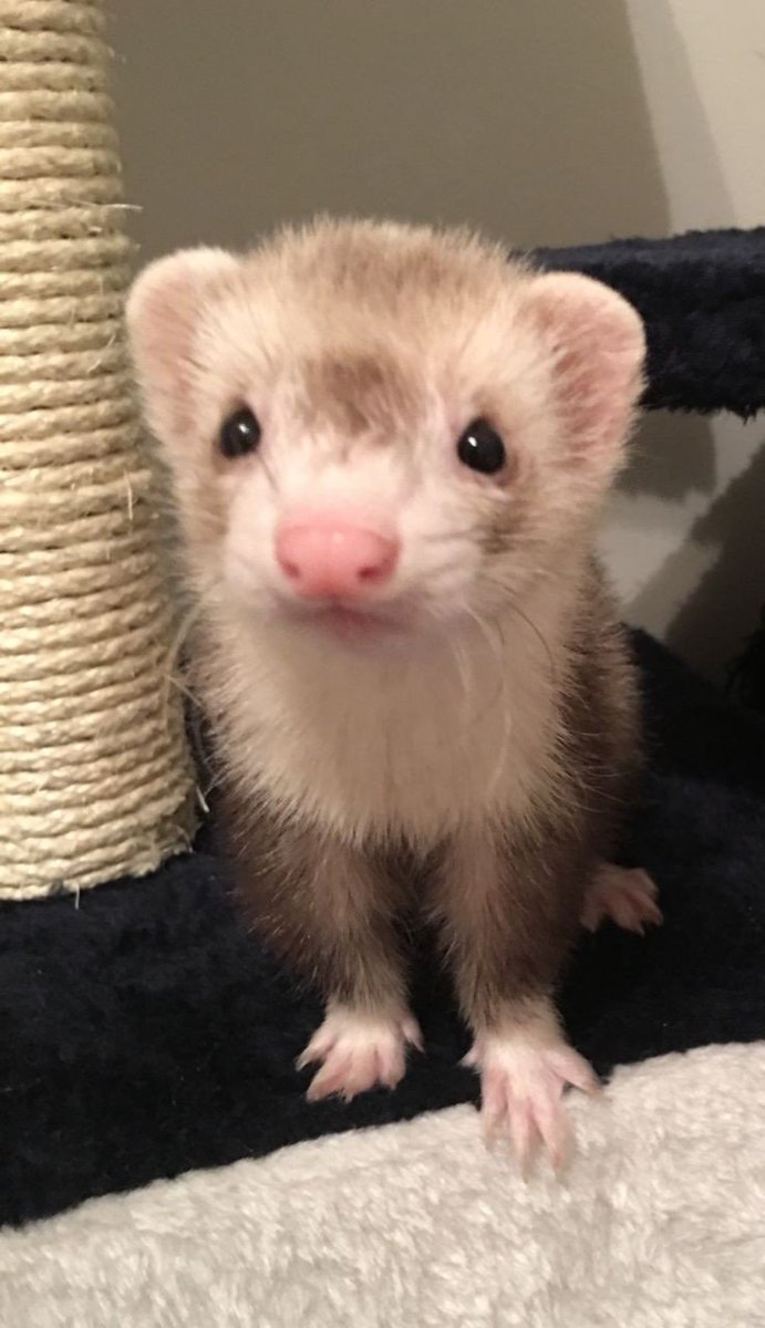 FerretPerHour's tweet photo. https://t.co/pqqz7r4Dkk