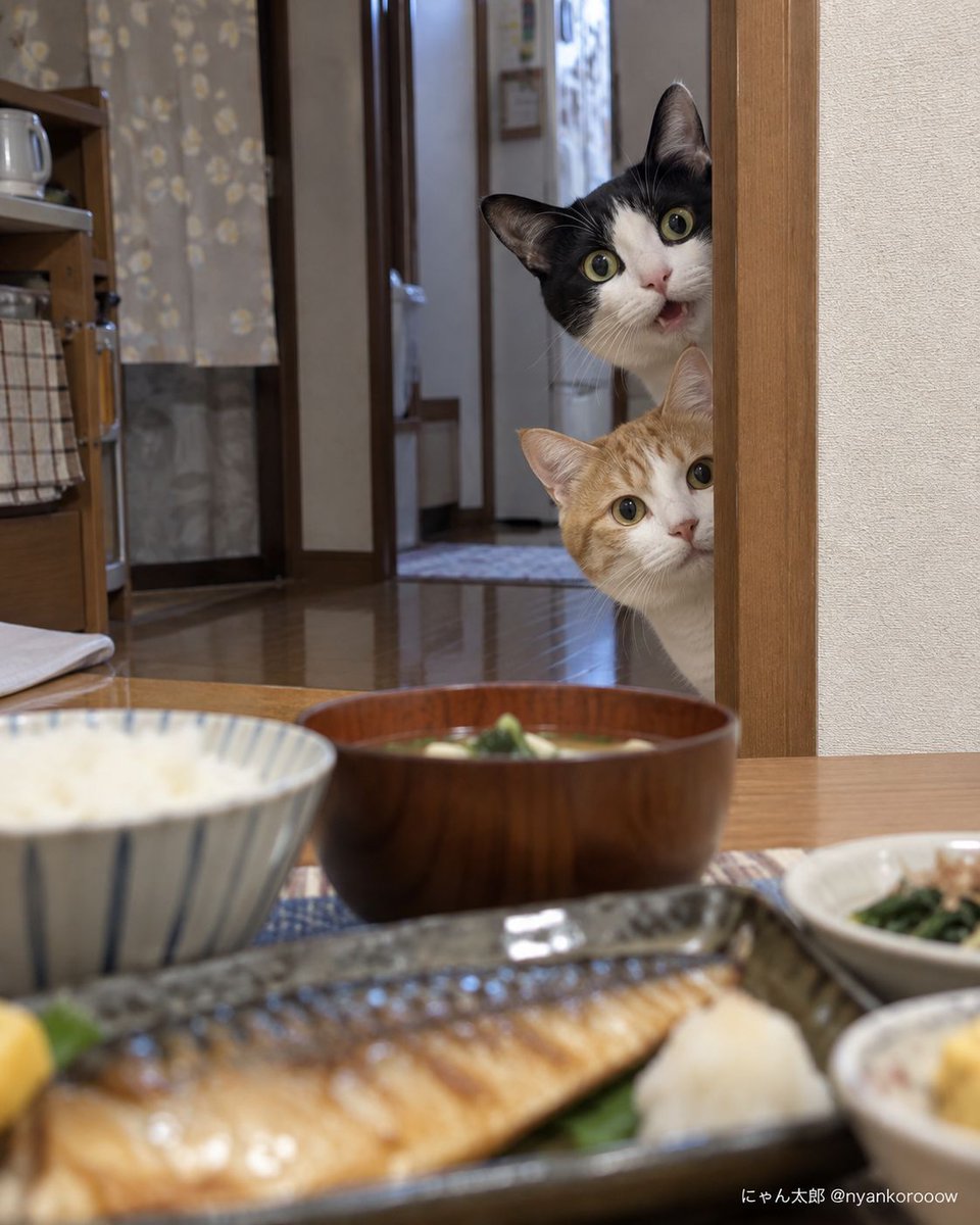 nyankorooow's tweet photo. 焼き魚を注文した覚えはある。
見学席まで付いてくるとは聞いてない。 https://t.co/yrfVmwDmgJ