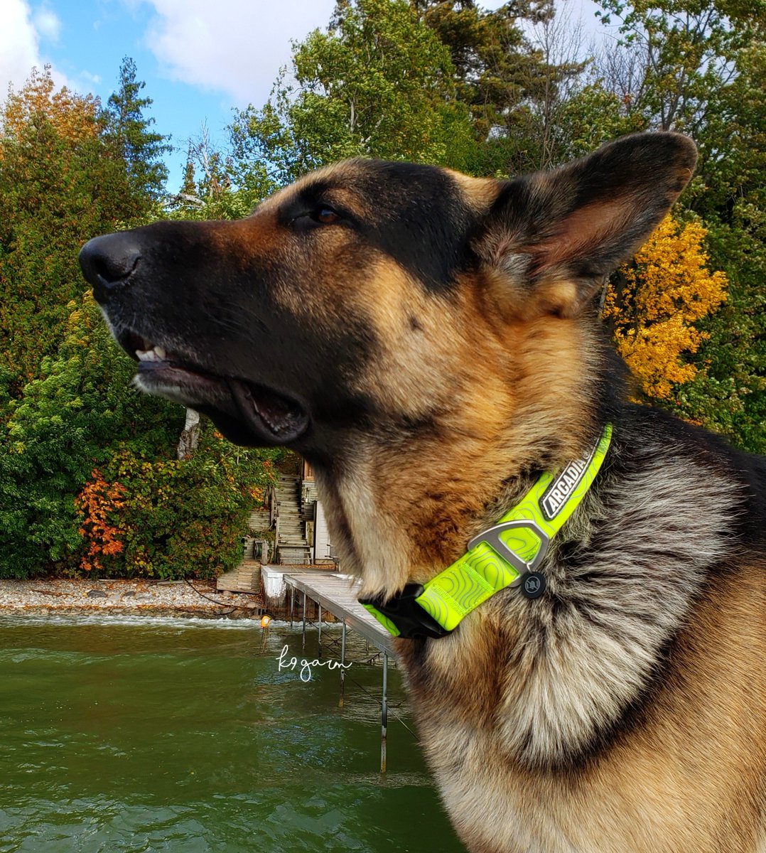 K9Garm's tweet photo. Gnite. https://t.co/gQlXoDlUZr